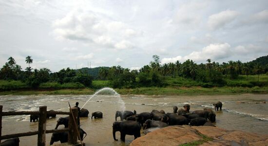 Chiang Mai Elephant Sanctuary